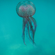 This underwater picture from off the coast Lebanon’s northern town of Qalamun on May 27, 2020 shows a Medusa luminosa, a species of jellyfish commonly known as the mauve stinger.